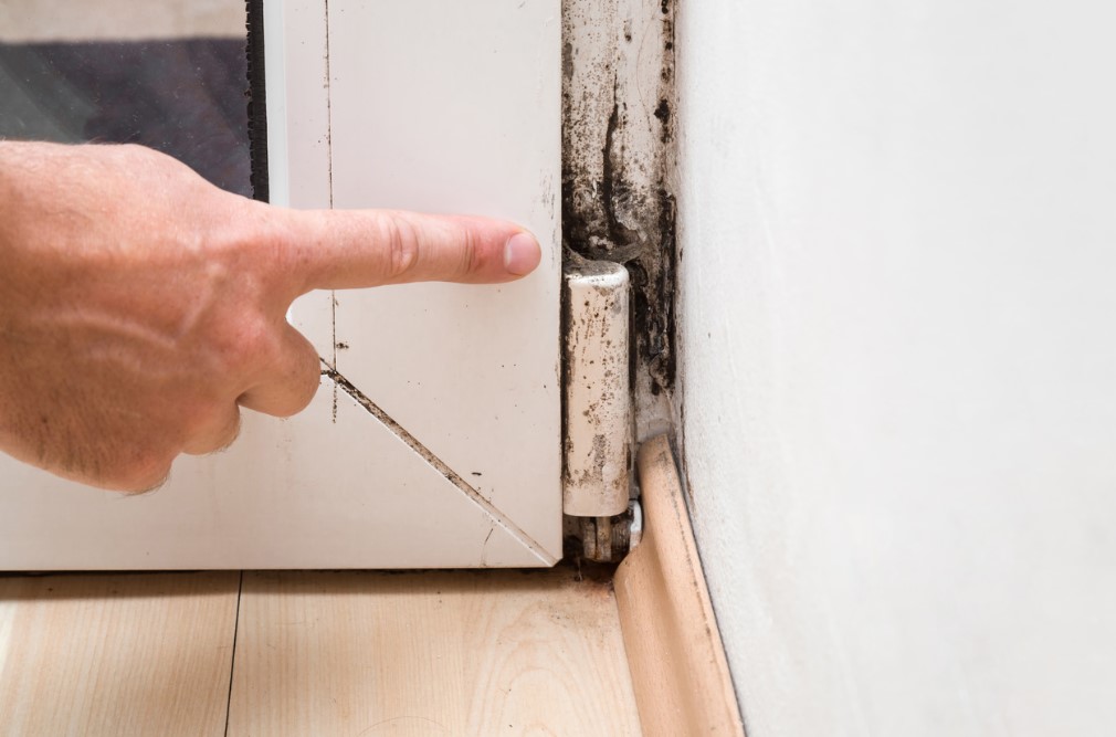 Mold Remediation Services