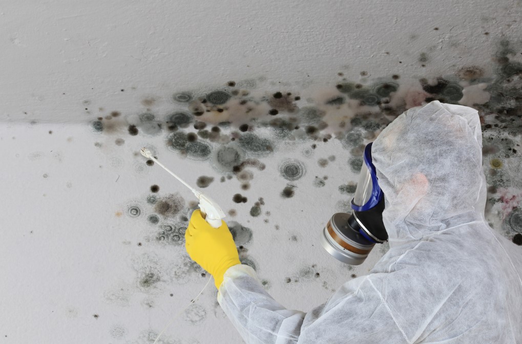 Mold Removal Services